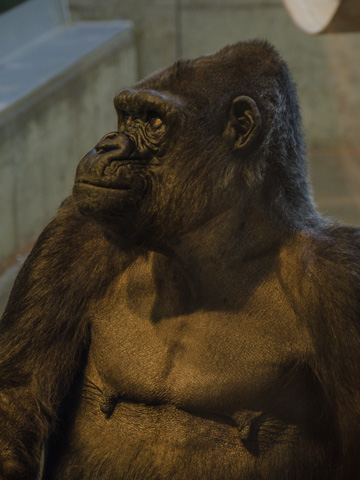 A gorilla in the new ape house at Wilhelma, Stuttgart