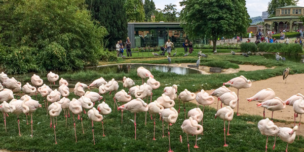 Flamingos at the Wilhelma zoo and botanical gardens in Stuttgart