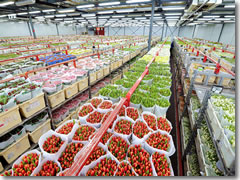 Just part of the 41,561 square meters (447,359 square feet) of cold storage rooms at the FloraHolland Aalsmeer auction site.