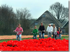 Riding a bicycle through the tulip fields of Holland