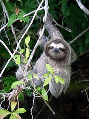 Wildlife, like this three-toed sloth, can get close enough to reach out and touch during boat tours of the Panama Canal and Lake Gatún