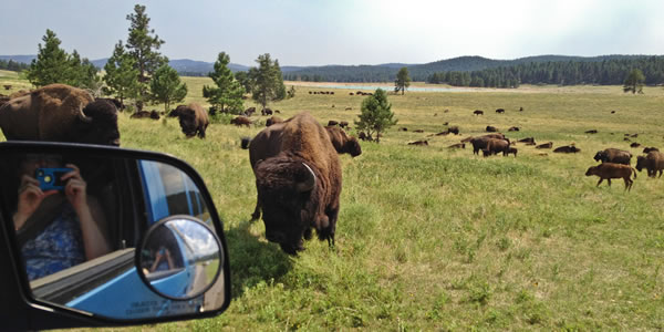 Where the buffalo roam: Custer State Park, South Dakota
