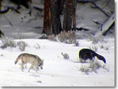The alpha male and alpha female of Yellowstone's Druid Peak pack of wolves (you can tell he's the alpha male because he keeps his tail stuck straight out; the beta malenot in the picturekeeps his tail hanging down.)