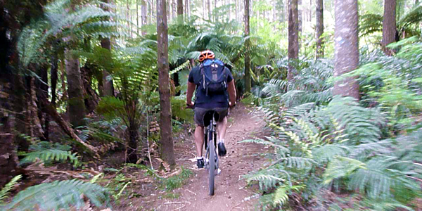 Mountain biking the redwood forests of Whakarewarewa near Rotorua in New Zealand