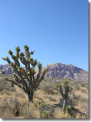 A Joshua tree with the Red Rocks Escarpment in the background in a glorious slice of the Mojave desert just 18 miles off the Las Vegas strip.