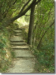 The shady pathways of the Hong Kong Trail