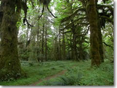 Trees dripping with mosses in the Hoh Rain Forest in Olympic National Park