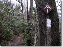 Rhododendron, the official state flower, and pointy rocks, the official state trail component, define the Pennsylvania stretch of the Appalachian Trail