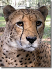 A Cheetah at the Central Florida Zoo