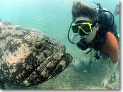 A meeting of the minds, getting up close and personal with a giant grouper at the Curaçao Sea Aquarium
