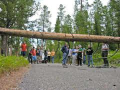 Preparing to remove a tree blocking the road in Wyoming