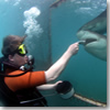 Feeding the sharks on Curacao