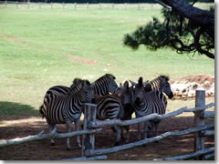 The zebras in the safari park on Brijuni