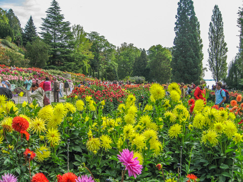 The dhalia terraces at Mainau, Lake Constance