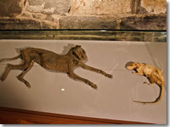 The cat and the rat in The crypt beneath Christchurch Cathedral, Dublin