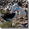 Black-browed albatross preening on the Falkland Island