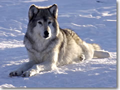 Since 1995, the Greater Yellowstone region has become home to the highest concentration of wolves in the world.