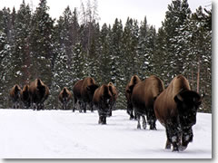 Yellowstone National Park is home to America's last remaining herd of truly wild bison.