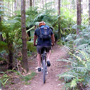 Moutain biking near Rotorua, New Zealand