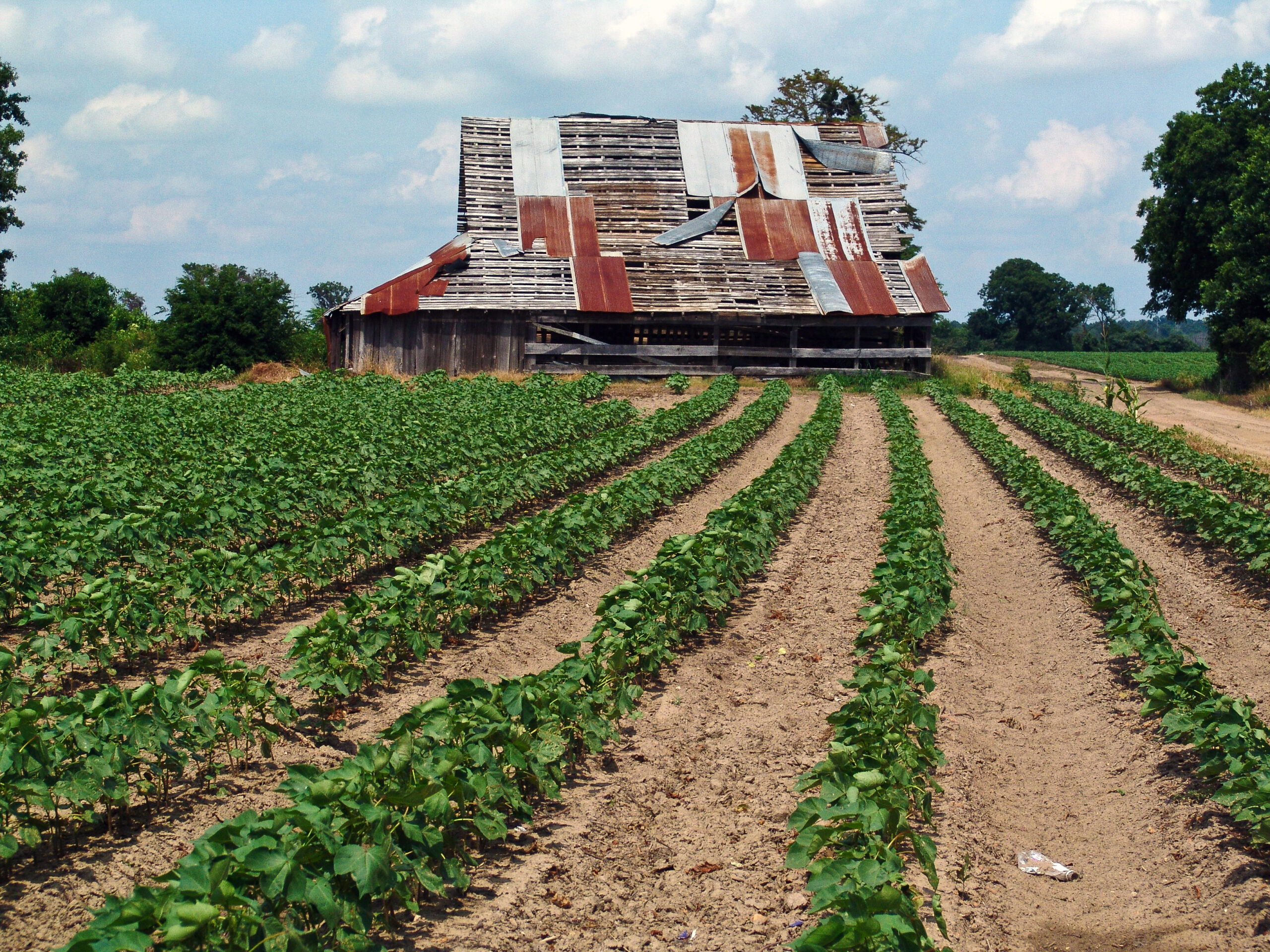 The Mississippi Delta