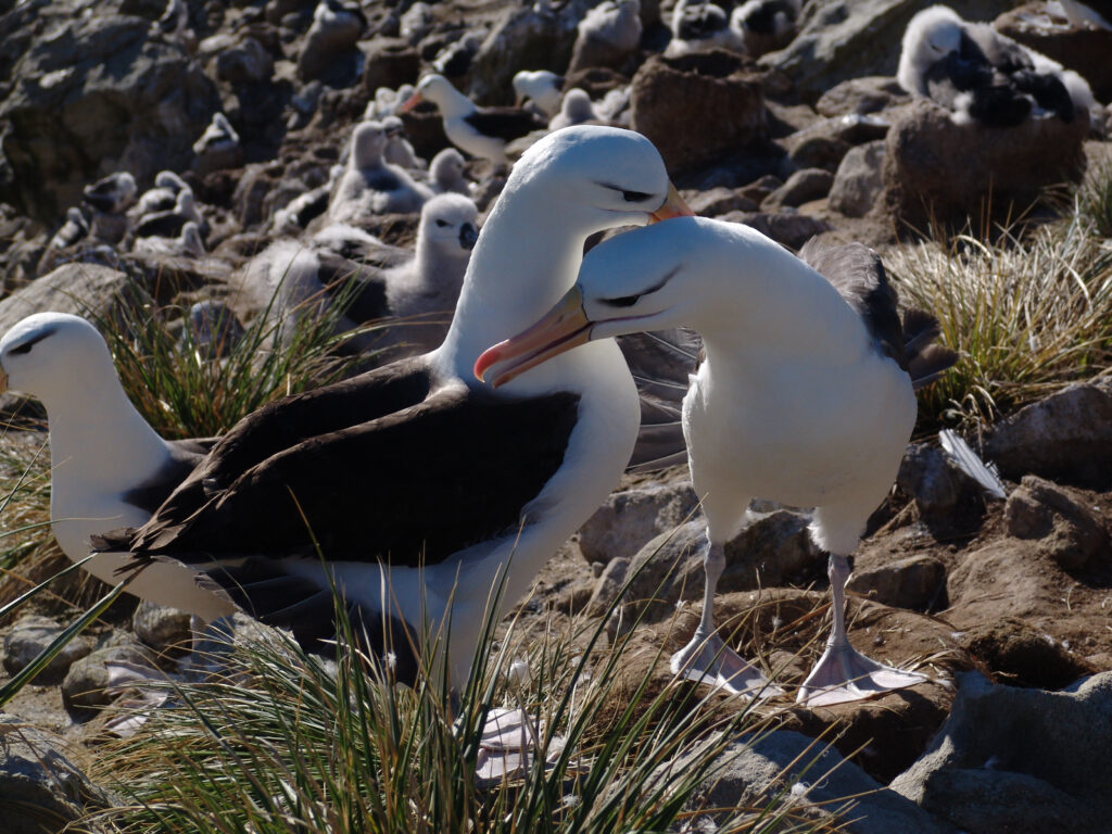 A brown-browed albatross couple preens each other at a nesting site on the Falkland Islands