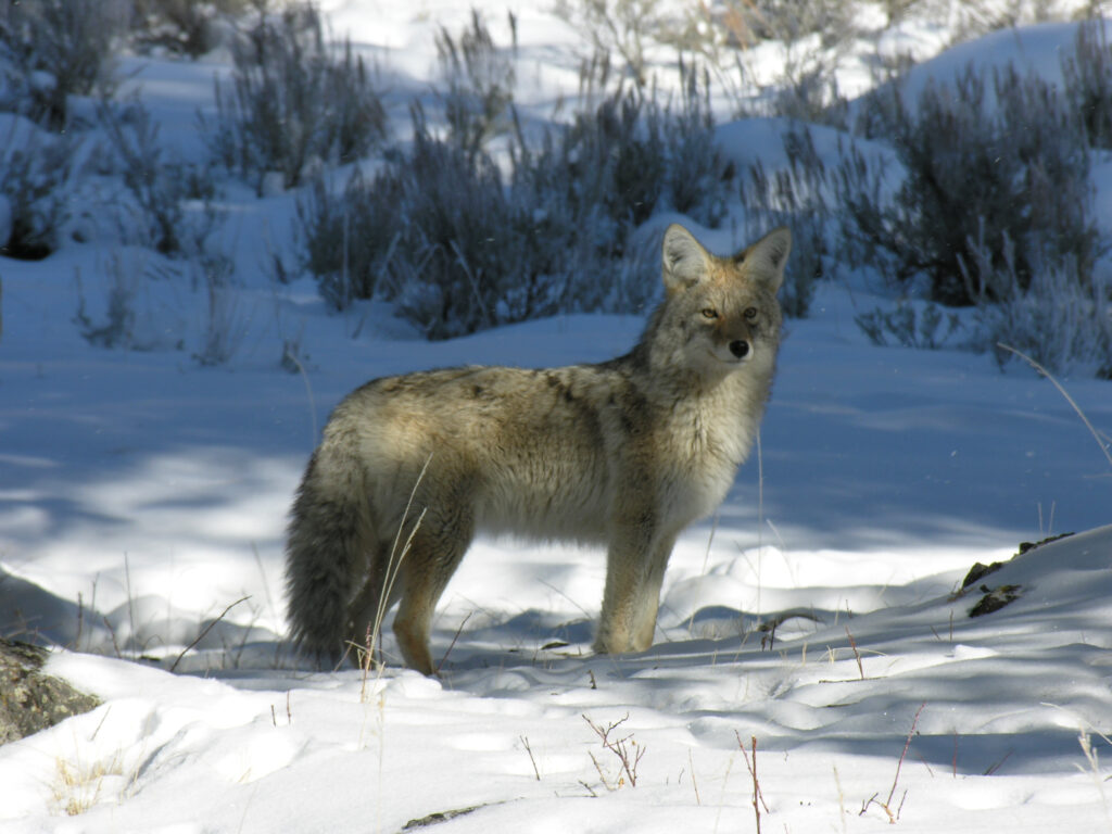 A wolf at Yellowstone