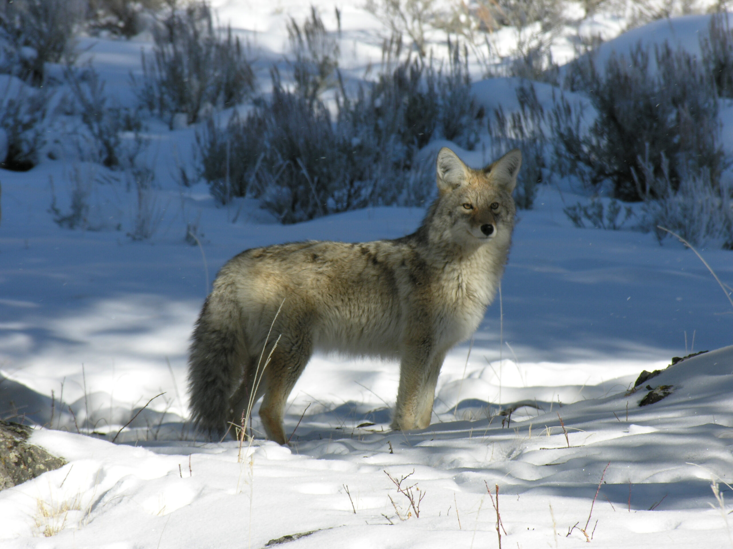 A wolf at Yellowstone